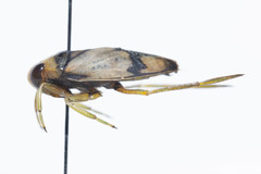 Notonecta unifasciata