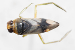 Notonecta unifasciata