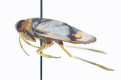 Notonecta unifasciata