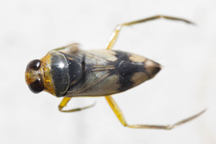 Notonecta unifasciata