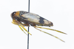 Notonecta unifasciata