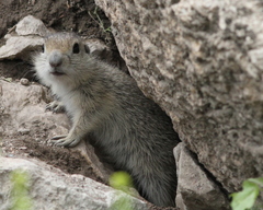 Spermophilus xanthoprymnus