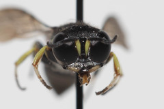 Ectemnius spiniferus