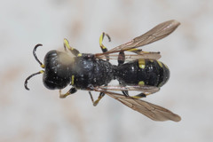 Ectemnius spiniferus