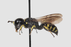 Ectemnius spiniferus