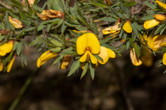 Pultenaea involucrata