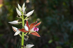 Phaius australis
