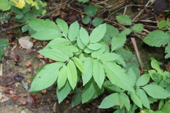 Sambucus ebulus