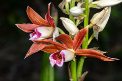 Phaius australis