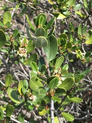 Ceanothus megacarpus insularis