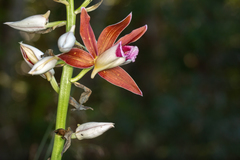 Phaius australis