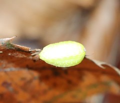 Apoda limacodes