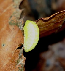 Apoda limacodes