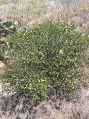 Ceanothus megacarpus insularis