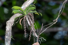 Peristeranthus hillii