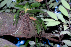 Peristeranthus hillii