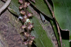 Thomisus spectabilis