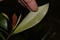 Tristaniopsis collina