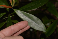 Tristaniopsis collina