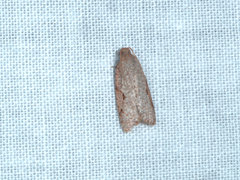 Meritastis piperata