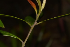 Tristaniopsis collina