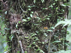 Bulbophyllum retusiusculum