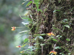 Bulbophyllum retusiusculum