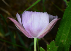 Calochortus umbellatus