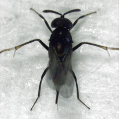 Coccidoctonus dubius