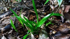 Cymbidium
