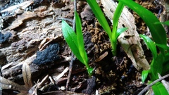 Cymbidium