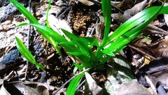Cymbidium