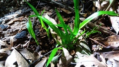 Cymbidium