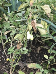 Solanum melongena