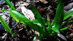 Cymbidium
