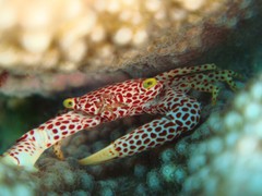 Trapezia rufopunctata