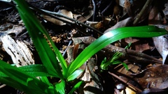 Cymbidium