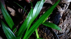 Cymbidium