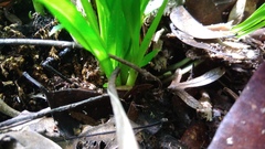 Cymbidium