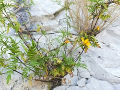 Chrysactinia pinnata