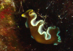 Pseudoceros duplicinctus