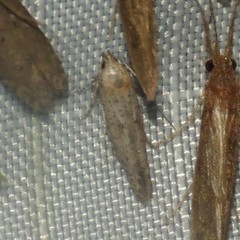 Obithome punctiferella