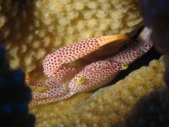 Trapezia rufopunctata