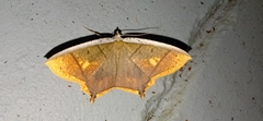 Thinopteryx crocoptera