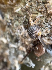 Chlorodiloma adelaidae