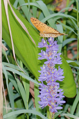 Argynnis hyperbius