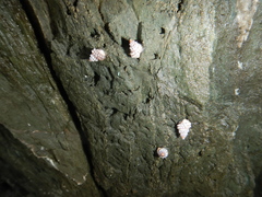 Echinolittorina pascua