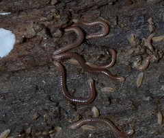 Cylindroiulus parisiorum