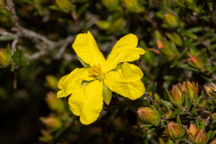 Hibbertia devitata