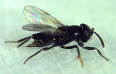 Coccidoctonus dubius